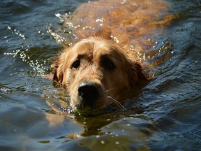 Maxwell a Labrador Retriever