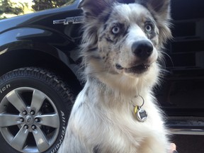 Mia an Australian Shepherd (Pete Rukas/special to The Star)