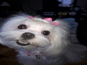 Mriya a Maltese