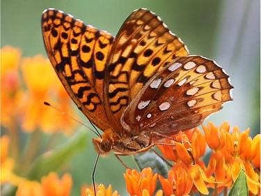 A great spangled fritillary on a butterfly milkweed.