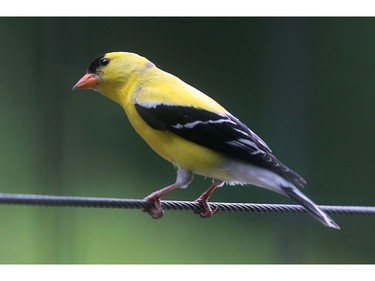 A yellow finch sits on a tree branch in the park.