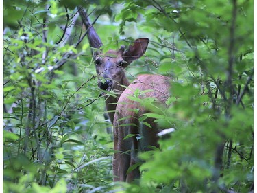The city is trying to get a UNESCO heritage site designation for the Ojibway Park in Windsor. Shown on Thursday, July 7, 2016 is one of the many deer in the park.