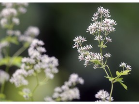 WINDSOR, ON. JULY 7, 2016 - The city is trying to get a UNESCO heritage site designation for the Ojibway Park in Windsor, ON. Shown on Thursday, July 7, 2016 is a tall meadowrue plant. (DAN JANISSE/The Windsor Star) (For story by Craig Pearson)