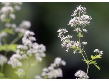 A tall meadowrue plant