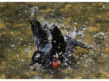 A red-winged blackbird cools off in a pond.