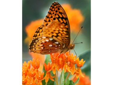 A great spangled fritillary on a butterfly milkweed.