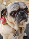 Princess a Pug (Stephanie Bedard/special to The Star)