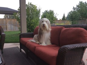 Quincy a Bearded Collie