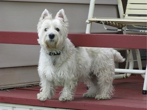 Riley a West Highland White Terrier