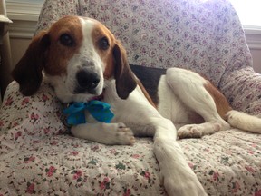 Rose a Beagle Hound Mix (Stephanie Heaton/special to The Star)