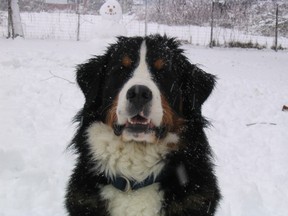 Sherman a Bernese Mountain Dog (Catherine Hay/special to The Star)