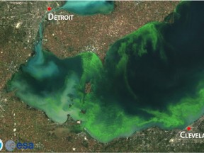 The 2015 algal bloom at the west end of Lake Erie.  Source: U.S. National Oceanic and Atmospheric Administration
