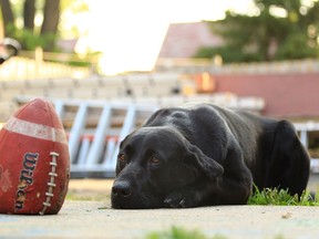 Snowy Daze a Cyclone Black Lab