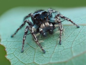 The spider -- known only by its scientific name phidipus putnami -- was spotted and photographed at Ojibway Park. The rare jumping spider is usually found in southern United States.