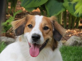 Trotter a Collie Mix (Mike Chaborek/special to The Star)