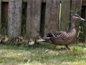 A mother duck leads her younglings along after they were rescued from a storm sewer in Windsor on Wednesday, July 6, 2016. The mother of the ducklings was nearby and they allowed the family to carry on after the rescue.