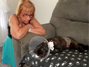 Kelly Morency watches over her dog, Sophie, on July 13, 2016 after the tiny Shih Tzu was attacked by a great Dane while in the arms of her owner.