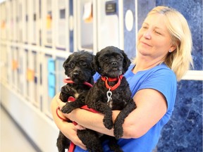 Windsor/Essex Humane Society behaviour manager Tracy Calsavara holds Joey and Biscuit , two of 14 rescued dogs, that continue to improve while in care at the Windsor/Essex Humane Society on July 6, 2017.