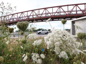 Overgrown weeds are seen along the  Herb Gray Parkway near Cousineau Rd. in Windsor, Ontario on July 21, 2016.
