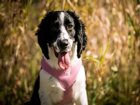 Zoe an English Springer Spaniel