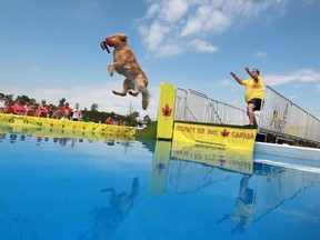 Jasper, a golden retriever, competes in Catch It at the Woofa-Roo Pet Fest at the United Communities Credit Union Complex in Amherstburg, Saturday, August 10, 2013. (DAX MELMER/The Windsor Star)