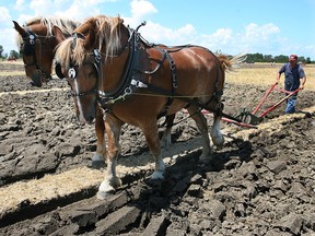 The 2016 Essex County Plowing Match is set for Saturday, Aug. 6, 2016. (Windsor Star files)