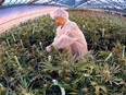 A worker trims marijuana plants on Feb. 18, 2016, at the Aphria greenhouses in Leamington.