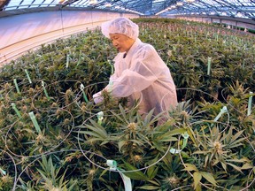A worker trims marijuana plants on Feb. 18, 2016, at the Aphria greenhouses in Leamington, Ont.