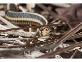 Butler's garter snake emerging in the spring. Photo by Getty Images.