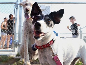 The Essex Dog Park officially opened on Aug. 10, 2016.