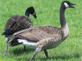 Canada geese gather along the downtown waterfront.