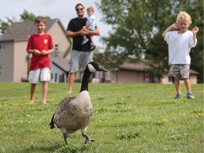 Joe Tatti and his sons Rino, 6, Nikki, 1 and Marco, 3 check out a Canada goose along the downtown waterfront on Thursday, August 18, 2016. (DAN JANISSE/The Windsor Star)