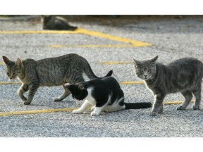 Feral cats are seen in this file photo. (Dan Janisse/Windsor Star)