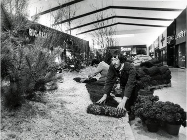 March 6, 1978: Bruce Norris of Norris Landscaping and St. Clair College landscaping student Richard Froese placed sod inside Devonshire Mall in Windsor.
Windsor Star