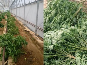 Marijuana seized from a greenhouse in the 1500 block of Essex County Road 34 in Ruthven on Aug. 17 is pictured in these handout photos.