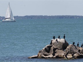 PELEE ISLAND, ONT.: JUNE 14, 2012 --  Cormorants sit on a rock near Pelee Island, Ont. June 14, 2012.  (DAN JANISSE/The Windsor Star)