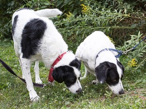 Aero and Rolo are a bonded pair and must go home together. Both are very calm dogs and walk well on a leash. They are smart and know a lot of commands. Don't pass these two sweethearts up. Visit them at the Windsor/Essex County Humane Society, 1375 Provincial Rd., Windsor, or phone 519-966-5751.