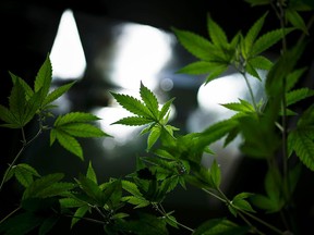 Marijuana plants under grow lights at a medical marijuana provider in Washington, D.C. in April 2016.