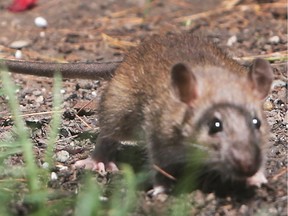 A rat is shown scurrying through a Windsor backyard on Aug. 5, 2016.