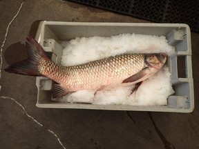A grass carp caught by a commercial fisherman in the western basin of Lake Erie is pictured at the Ministry of Natural Resources office in Wheatley, Ont. in this handout photo. (Courtesy of the Ministry of Natural Resources and Forestry)