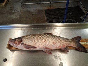 A Grass Carp caught by a commercial fisherman in the western basin of Lake Erie is pictured at the Ministry of Natural Resources office in Wheatley, Ont. in this handout photo. (Courtesy of the Ministry of Natural Resources and Forestry)