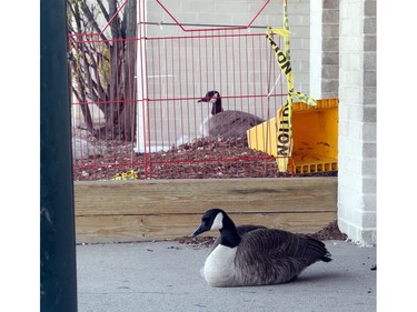 April 18, 2012: A pair of nesting Canada geese have made a home in front of Sears at Devonshire Mall.