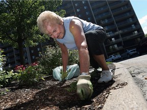 Gardener Patricia Gagne works on the flower beds in front of the Westchester Apartments in Windsor on Thursday, August 18, 2016. Gagne was honoured for the volunteer work she does at the building.