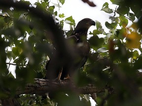 A young bald eagle is seen in the trees near a nest in Windsor on Tuesday, August 9, 2016. Members of the Windsor Bald Eagle Protection Group are concerned a proposed development will disrupt the birds.