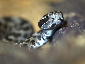 One of two Massasauga rattlesnakes are seen on display at the Ojibway Nature Centre on Aug. 10, 2016.