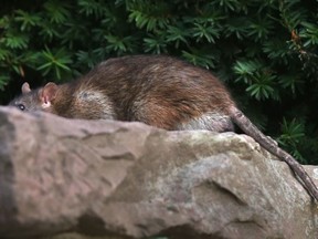 File photo. A large rat is seen at Dieppe Gardens along Windsor's riverfront on Aug. 3, 2016.