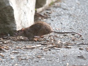 A rat is seen running across the walkway at Dieppe Gardens along Windsor's riverfront on Aug. 3, 2016.