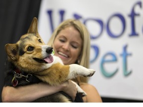 Kip, a Welsh Pembroke Corgi, with his owner, Cassie Thwaites, after winning the New Face of Woofa-Roo contest at the 4th Woofa-Roo Pet Festival at the Libro Credit Union Centre in Amherstburg on Aug. 13, 2016.