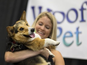 Kip, a Welch Pembroke Corgi, with his owner, Cassie Thwaites, after winning the New Face of Woofa-Roo contest at the 4th Woofa-Roo Pet Festival at the Libro Credit Union Centre in Amherstburg on Aug. 13, 2016.