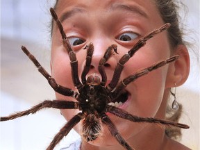 Ciara Bigelow, 11, was a bit freaked out while posing with a giant spider at the Incredible World of Bugs exhibit at the Devonshire Mall in Windsor on Thursday, Aug. 4, 2016.